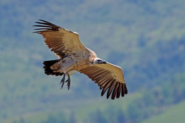 Bir nesli tehlike altında olan Cape akbaba (Gyps coprotheres) uçuş, Güney Afrika