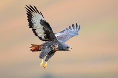 Jackal buzzard in flight clipart