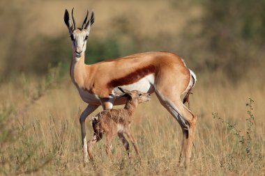 Springbok kuzu ile