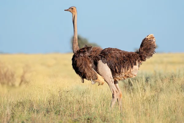 Straußenweibchen — Stockfoto