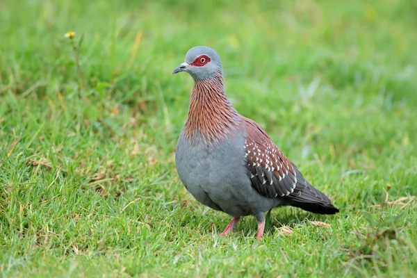 Pombo de rocha na grama — Fotografia de Stock