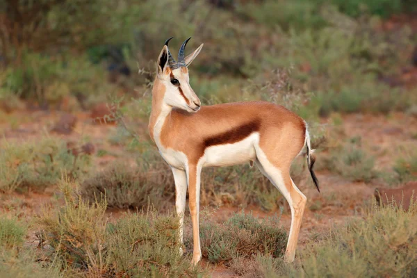 Antilopa skákavá antilopa — Stock fotografie
