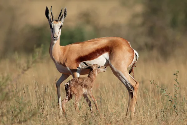 Springbok con cordero —  Fotos de Stock