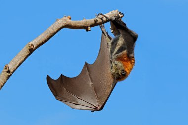 Güney Avustralya 'da bir ağaçta asılı gri başlı uçan tilki (Pteropus poliocephalus).
