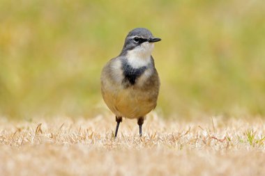 Bir Cape wagtail (Motacilla capensis) çimlerin üzerinde duruyor, Güney Afrika