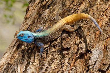 Güney Afrika 'daki Kruger Ulusal Parkı' ndaki bir ağaçta renkli bir erkek ağaç agaması (Acanthocercus atricollis)