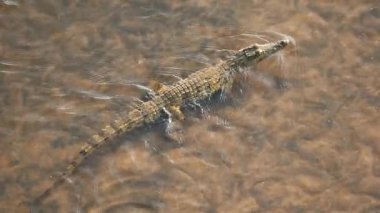 Akan bir nehirde yüzen bir Nil timsahı (Crocodylus niloticus), Kruger Ulusal Parkı, Güney Afrika