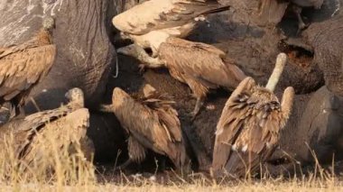 Ak sırtlı akbaba (Gyps africanus) ölü bir fil, Kruger National Park, Güney Afrika ve atma