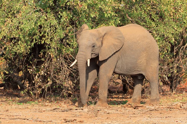 Elefante africano — Foto de Stock