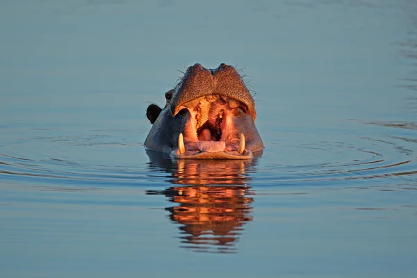 Nilpferd im Wasser — Stockfoto