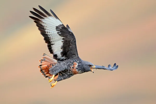 Jackal buzzard in flight — Stock Photo, Image