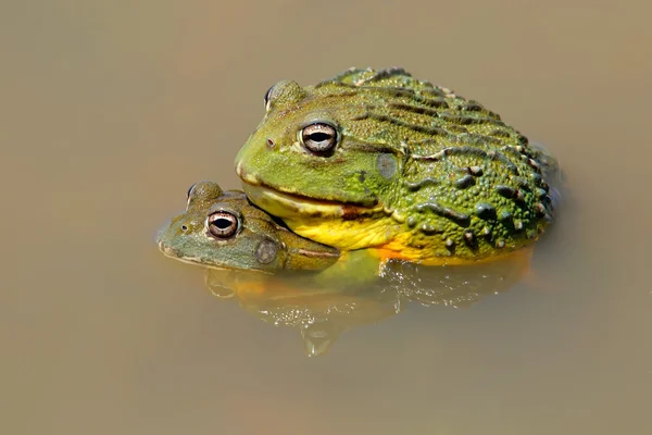 交配非洲巨型牛蛙 — 图库照片