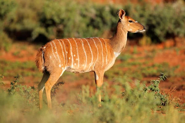 Nyala antilop — Stockfoto