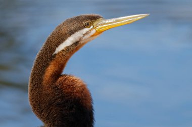 Avustralya 'nın doğal ortamında bir Avustralya dartının (Anhinga novaehollandiae) yakın plan portresi, Güney Avustralya