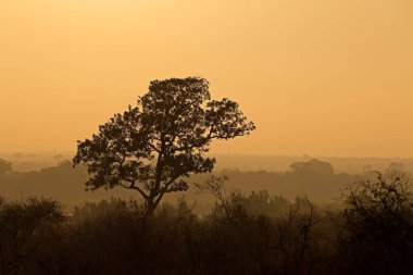 Gün doğumunda sisli ağaçlarla kaplı manzara Kruger Ulusal Parkı, Güney Afrika