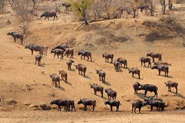 Büyük Afrika bufalo sürüsü (Syncerus caffer), Kruger Ulusal Parkı, Güney Afrika