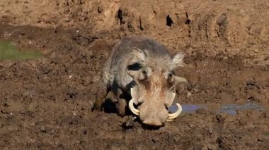 Bir yaban domuzu (Phacochoerus africanus), Güney Afrika 'daki Mokala Ulusal Parkı' nda çamurlu bir su birikintisinde içiyor.