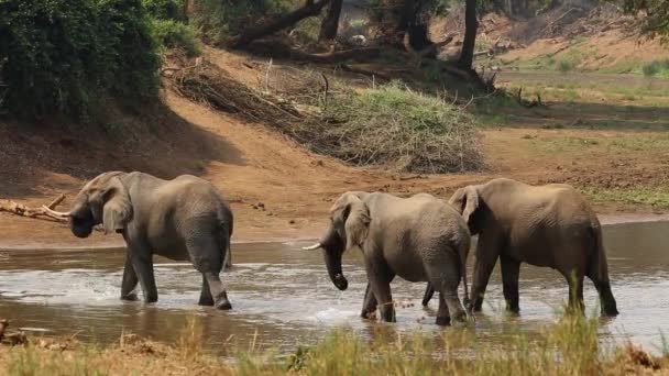 Elefantes africanos en el río — Vídeo de stock