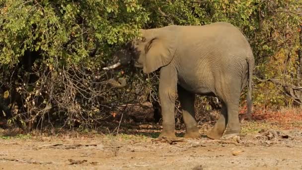 Voeding van de Afrikaanse olifant — Stockvideo