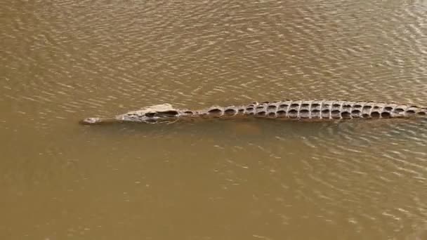 Nile crocodile in water — Stock Video