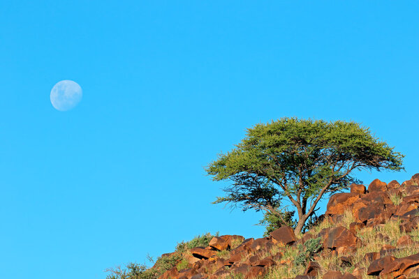 Африканский пейзаж
