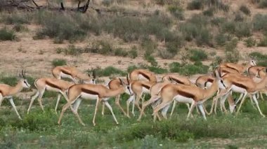Antidorcas marsupialis (Antidorcas marsupialis) doğal habitat, Kalahari Çölü, Güney Afrika
