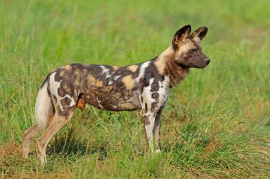 Doğal habitat, Madikwe oyun rezervi, Güney Afrika 'da duran Afrikalı vahşi köpek (Lycaon pictus)