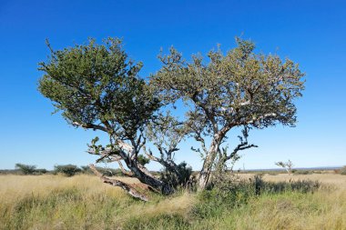 Güney Afrika 'da mavi gökyüzüne karşı otlaklarda bir Afrikalı çoban ağacı (Boscia albitrunca)