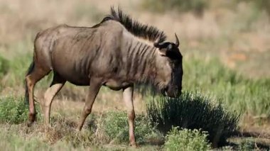 Doğal yaşam alanında yürüyen mavi bir antilop (Connochaetes taurinus), Kalahari Çölü, Güney Afrika