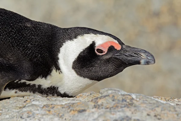 Retrato de pinguim africano — Fotografia de Stock