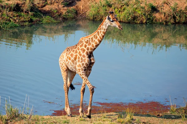 Giraff i naturliga livsmiljöer — Stockfoto