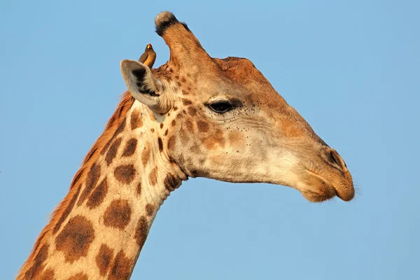Retrato de jirafa con pájaro carpintero —  Fotos de Stock