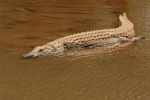 Nile crocodile basking — Stock Photo, Image