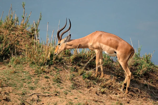 Voeding impala antelope — Stockfoto