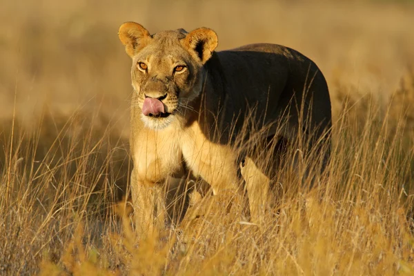 Lionesse andando em gramíneas — Fotografia de Stock