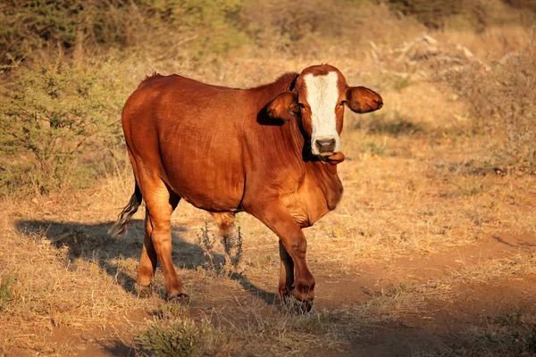 Zdarma v rozmezí kráva — Stock fotografie
