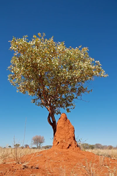 Tree and termite mound — Stock Photo, Image