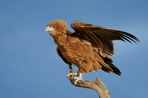 年轻的 bateleur 鹰 — 图库照片