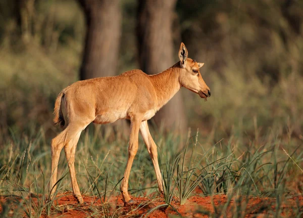 Vitello antilope Tsessebe — Foto Stock