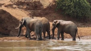 Afrika filleri çamur püskürtme