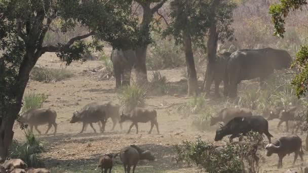 Manada de búfalos africanos — Vídeos de Stock