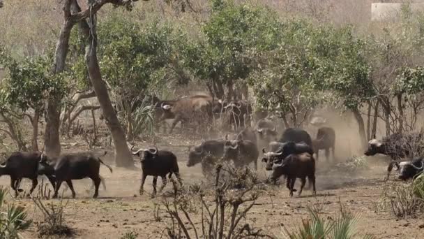Afrikanische Büffelherde — Stockvideo