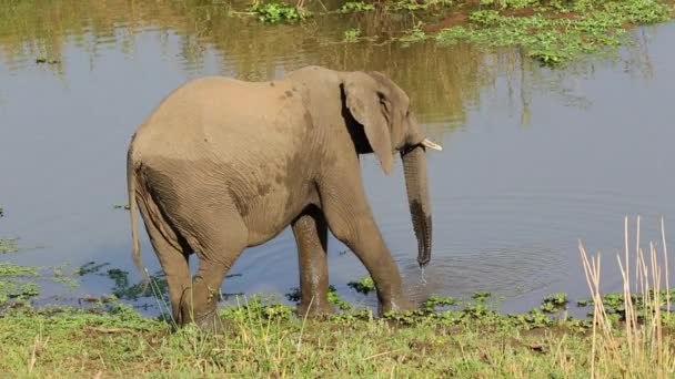 Elephant drinking water — Stock Video