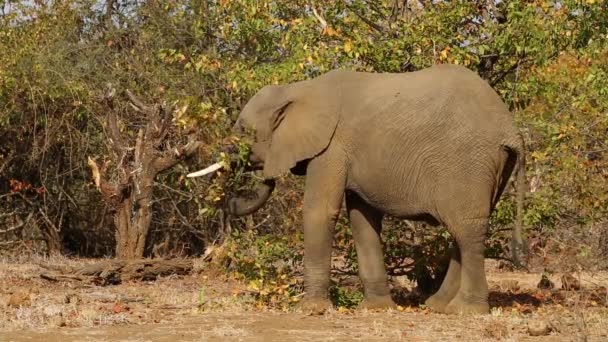 Feeding African elephant — Stock Video