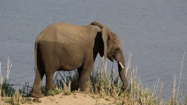 Utfodring afrikansk elefant — Stockvideo