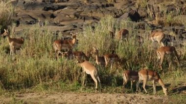 Impala antilop besleme