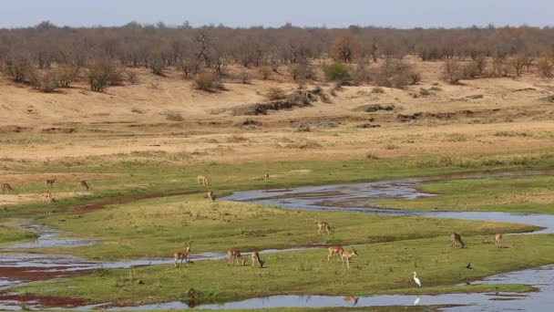 Impala antelopes feeding in natural habitat — Stock Video