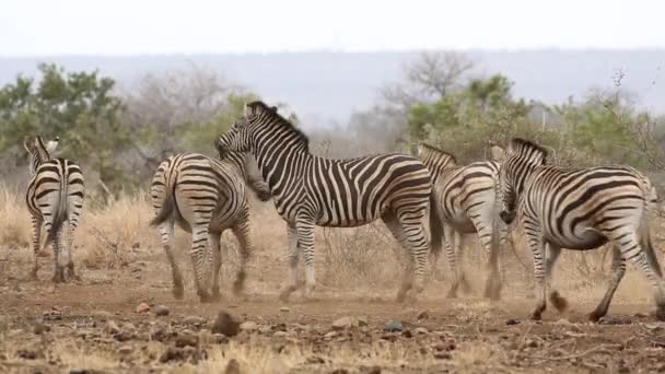 Planícies Zebras lutando — Vídeo de Stock