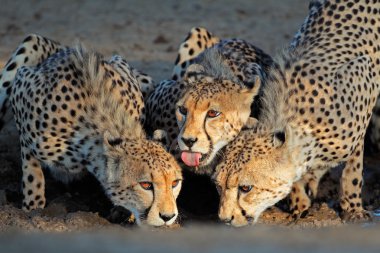 Cheetahs drinking water clipart