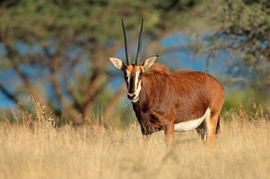 Sable antelope in natural habitat clipart